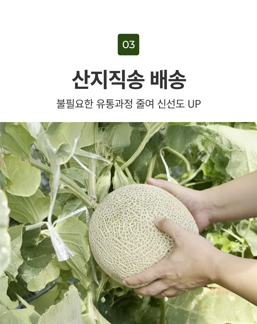 머스크멜론_상세_09.png