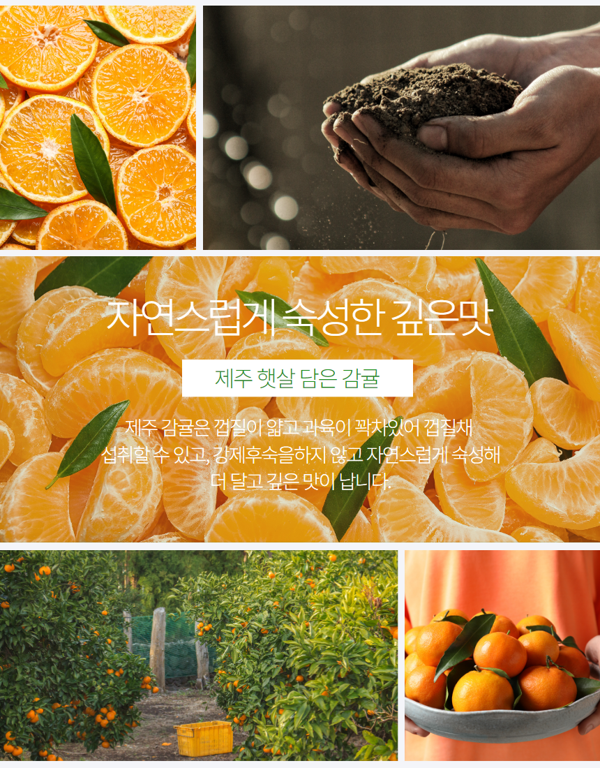 감귤_상세_3.png